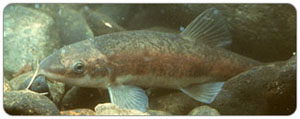 salish_sucker
